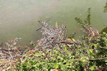 সান্তাহারে প্যানেল চেয়ারম্যানের পুকুরে বিষ: ২০ লাখ টাকার মাছ নিধন